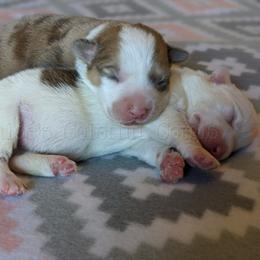 American Corgi and Pembroke Welsh Corgi Puppies from Chloe's Colorful Corgis