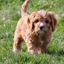 Cosmo - Red male Cavapoo puppy in Malad City, Idaho from FreckledCowgirlPuppies