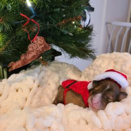 Shetland Sheepdog Puppies from Winterfell Shetland Sheepdogs