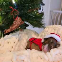 Shetland Sheepdog Puppies from Winterfell Shetland Sheepdogs
