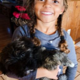 Havanese Puppies from EClair's Havanese and Westies