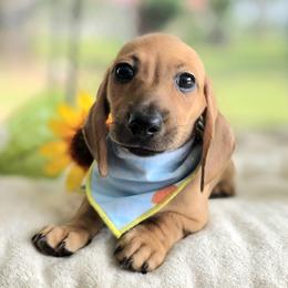 Pooh 2200 - Red male Dachshund puppy in Leesburg, Florida from Mini Doxie Mischief Makers