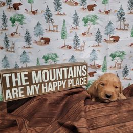 Pink collar - Golden Golden Retriever puppy in Montana from Sharee's Golden Retrievers