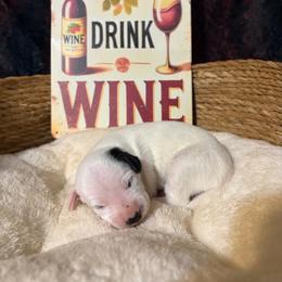 Cabernet - White and black female Dalmatian puppy in Claremore, Oklahoma from Lotsofdots Dalmatians