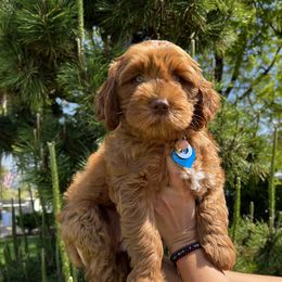 Aussiedoodles, Australian Labradoodles, Bernedoodles, and Cockapoos from Furrytaildoodles