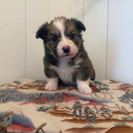 Doodle - White and red male Pembroke Welsh Corgi puppy in Red Bluff, California from Wilder Ranch Corgis