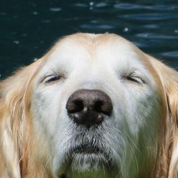 Golden Retrievers from Julie Getter's Golden Retrievers
