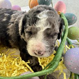 Bernedoodle, Bernese Mountain Dog, Cavalier King Charles Spaniel, Cavapoo, and Poodle Puppies from Ellas.Pups (Bernedoodles & Cavapoos)