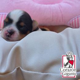 Felicia Hardy - Black tan and white female Biewer Terrier puppy in California from Corazon de gigante