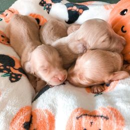 Dachshund Puppies from Mill Creek Dachshunds