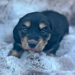 Rolo - Black and cream male Dachshund puppy in Lincoln, California from ForeversEdge Doxies