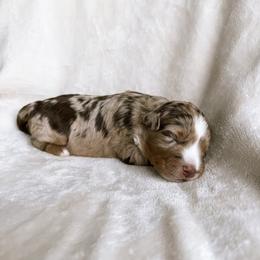 Birdie - Red merle female Aussiedoodle puppy in Burbank, Ohio from Berns & Doodles