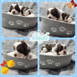 Jingle - Liver white and tan male English Springer Spaniel puppy in Westover, Maryland from Sterling's springer Haven