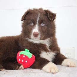 Vince - Red & white male Australian Shepherd puppy in Honey Brook, Pennsylvania from New Adventures Puppies