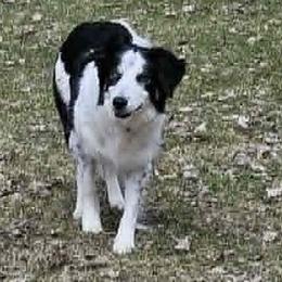 Border Collie puppies from LaTiKi Border Collies