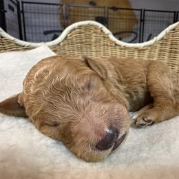 Girl 3 - female Goldendoodle puppy in Clermont, Florida from Da Ruba Doodles