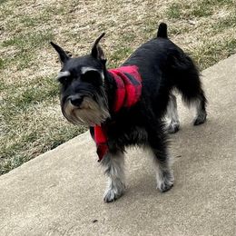 Gia - Miniature Schnauzer