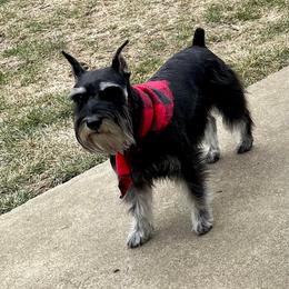 Gia - Miniature Schnauzer