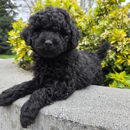 Penny - Black female Bernedoodle puppy in Blackfoot, Idaho from Draper Mountain Doodles