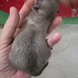 Eclipse - Blue sable female Pomeranian puppy in Stockton, California from CutiePoms