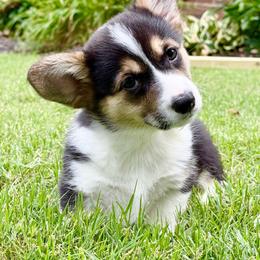 Clefairy - Black and tan female Pembroke Welsh Corgi puppy in Powhatan, Virginia from Blues In Bloom Corgis
