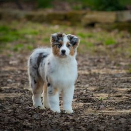 Australian Shepherd Puppies from Haint Blue Aussies