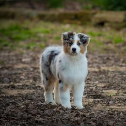 Australian Shepherd Puppies from Haint Blue Aussies