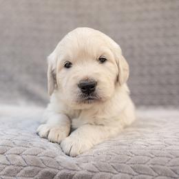 Golden Retriever Puppies from Sandy Acres Golden Retrievers