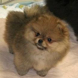 Pomeranian All Grown Up from Royal Tee Poms