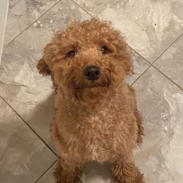 Winnie - Poodle