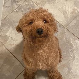 Winnie - Poodle