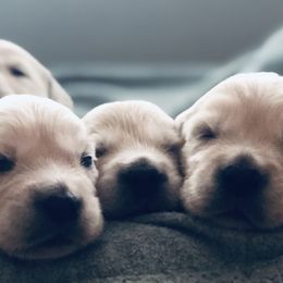 Golden Retriever Puppies from Cream of the Crop Goldens Michigan