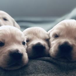 Golden Retriever Puppies from Cream of the Crop Goldens Michigan