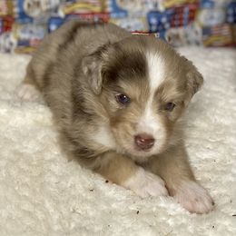 Miniature Australian Shepherd and Toy Australian Shepherd Puppies from Small World Aussies