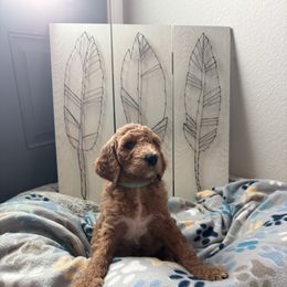 Goldendoodle Puppies from Daisy’s Doodles