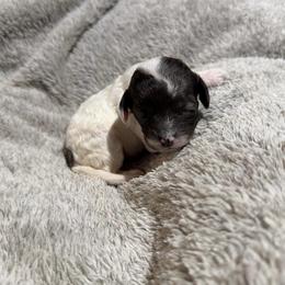 Girl 4 - Black and white female Cockapoo puppy in Joplin, Missouri from Double J Cockapoos