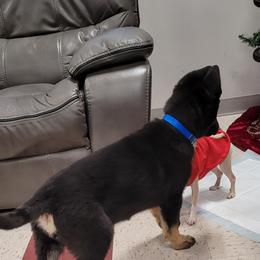 German Shepherd Puppies from Levesques German Shepherds