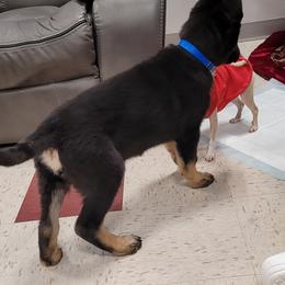German Shepherd Puppies from Levesques German Shepherds