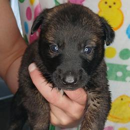 Girl 1 - Fawn sable female Belgian Malinois puppy in Marshall, Michigan from Dream K9