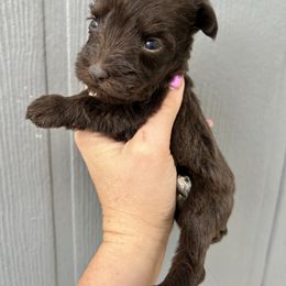 Lady - Liver female Miniature Schnauzer puppy in Chattanooga, Tennessee from Oodles of Cuties!