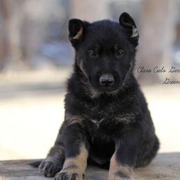 Green Male - German Shepherd puppy in Raton, New Mexico from Claro Cielo German Shepherds