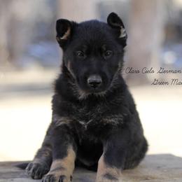 Green Male - German Shepherd puppy in Raton, New Mexico from Claro Cielo German Shepherds