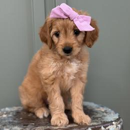 Purple collar BO PEEP - Apricot female Goldendoodle puppy in Salem, Utah from Aspen Doodles Utah