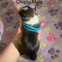 Chief - male Sporty Mix puppy in Richland, Michigan from Seay's Sporty Mixes