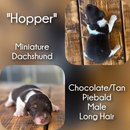 Hopper - Piebald male Dachshund puppy in London, Kentucky from Steele Half Acre Homestead