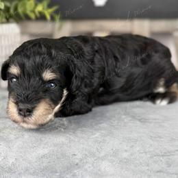 Elcair - Black and silver female Miniature Schnauzer puppy in Hockley, Texas from Dixieland Miniature Schnauzers