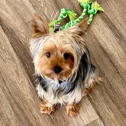 Honeybear - Black and tan female Yorkshire Terrier puppy in Chino Hills, California from Chino Hills Yorkies