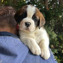 Green Collar - Brown and white male Saint Bernard puppy in New York from Johnson Farms