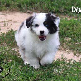 Boy 2 - male Miniature Australian Shepherd puppy in Garden Plain, Kansas from Krazy K Aussies