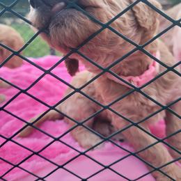 Goldendoodle Puppies from 3 Willows Goldendoodles